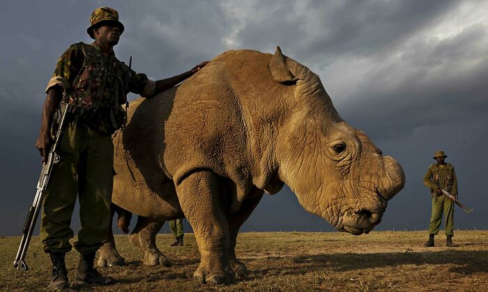 Sudan, The Last Male Northern White Rhino, And His Armed Guards