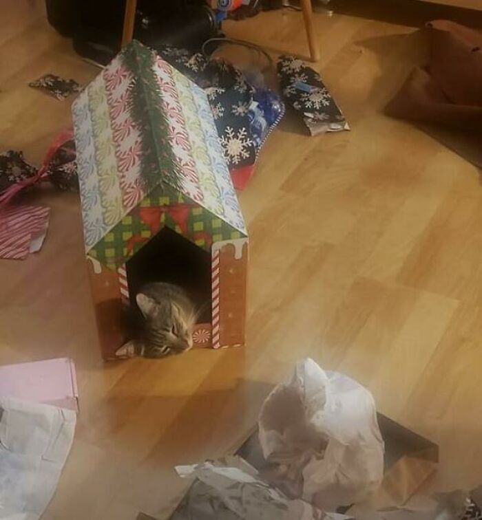 You Know It Is A Good Cat-Mas When The Boy Is All Tuckered Out...