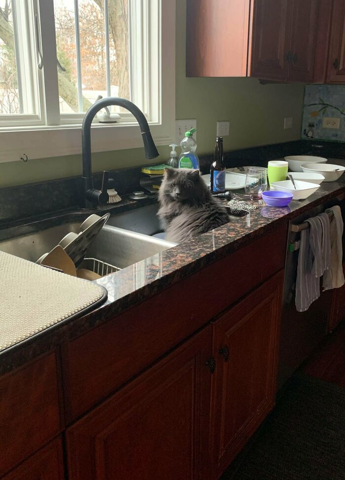 This Is Earl. He Insists On Drinking From A Bowl In The Sink