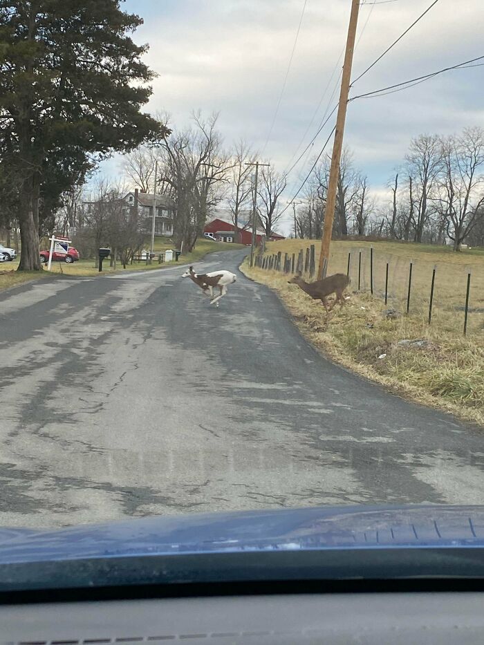 Two Toned Deer I Saw This Morning