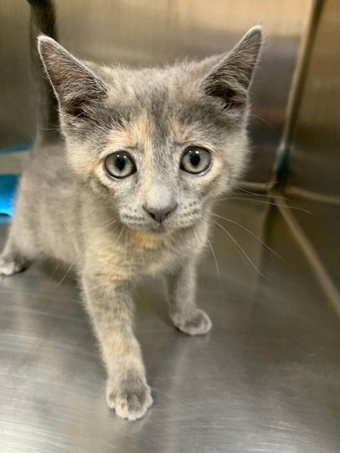 Not A Shiny Visibly, We Discovered A Dilute Tortie Called Delilah Is Male Sexed Today! Tortie And Calico Males Are Extremely Rare!