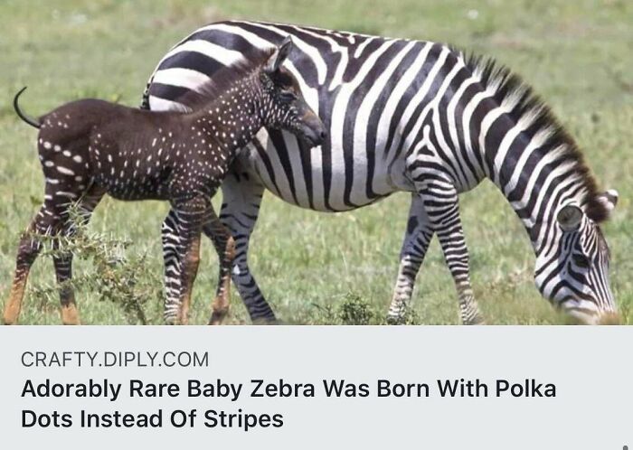 Shiny Zebra