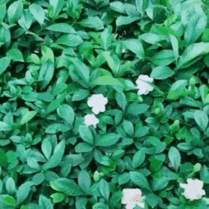 I’m Outta Pokeballs