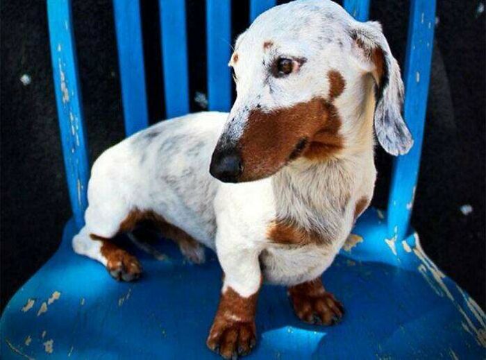 A Dachshund With Vitiligo
