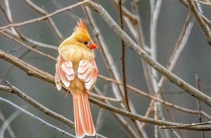 Rose Gold Female Cardinal!