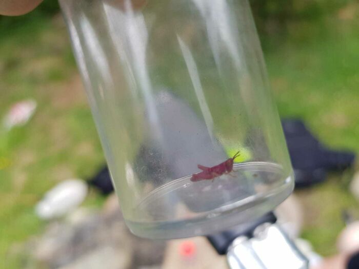A Pink Grasshopper We Came Across Whilst Doing Research In The Pyrenees