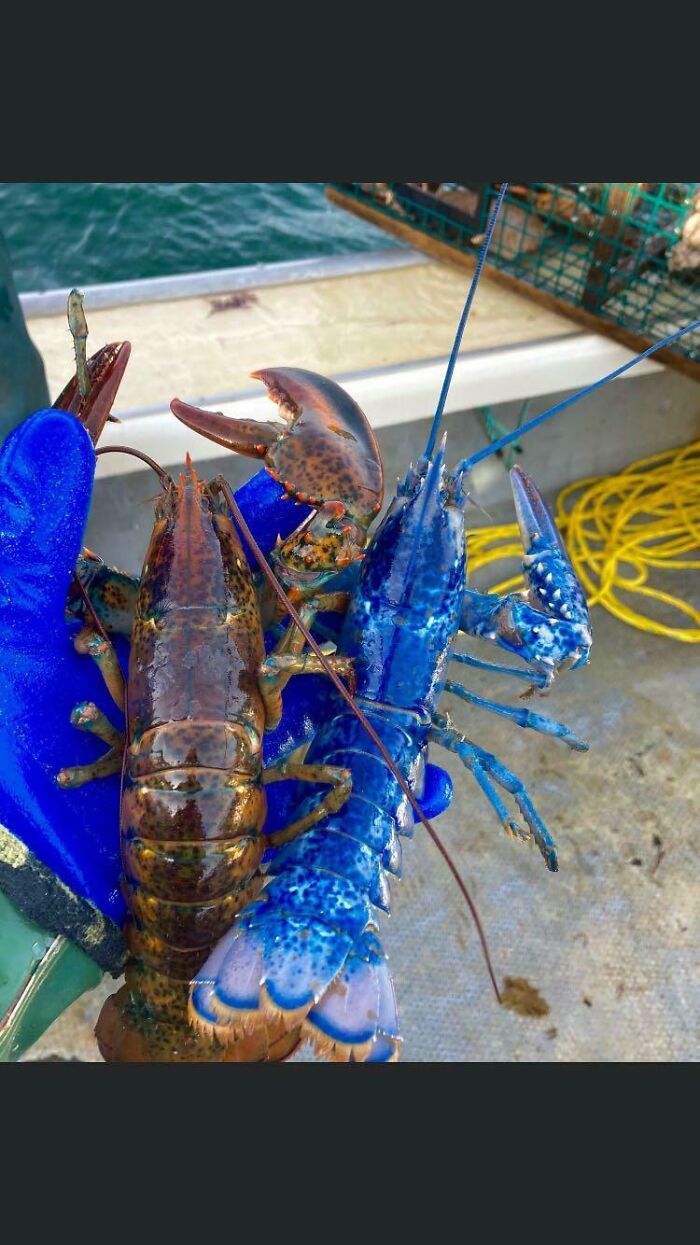 Maybe You Guys Will Enjoy This Blue Lobster I Caught Today