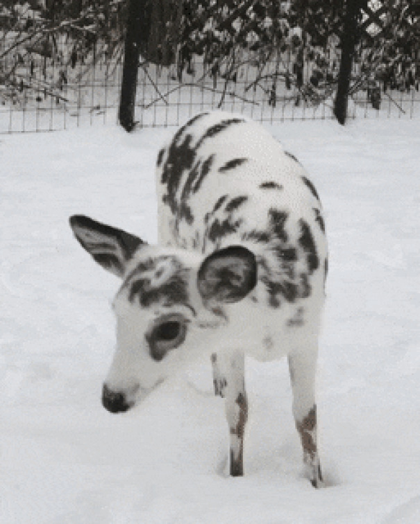 Piebald Deer