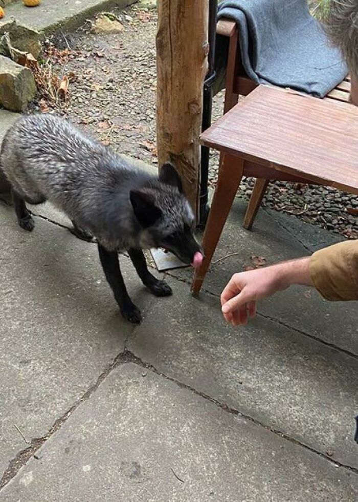 A Shiny Mlem. A Rare Black Silver Fox Hanging Out In Dublin
