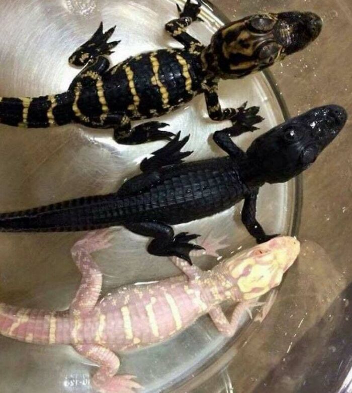 Set Of 3 Shiny Baby Gators! (Photo Credit To Graziani Reptiles Inc.)