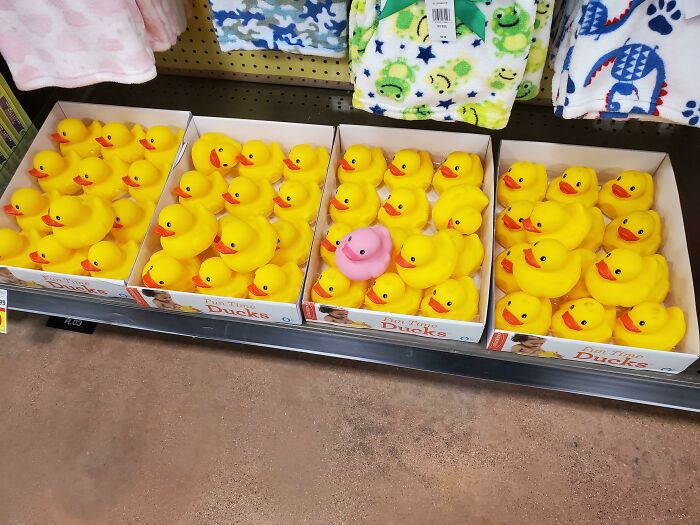 Shiny Duck I Spotted At Work Today