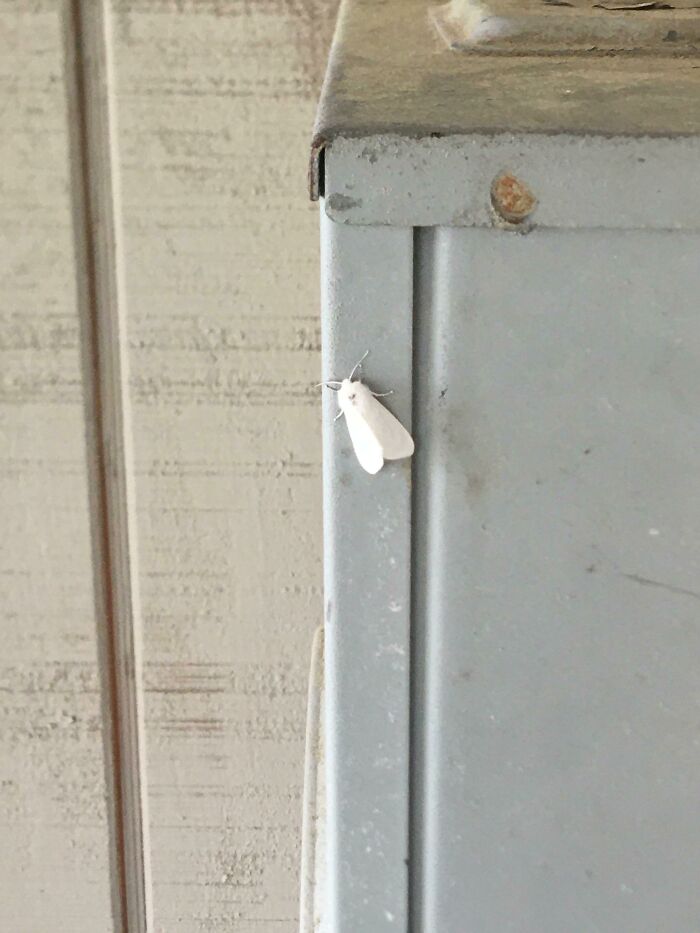 Completely White Moth