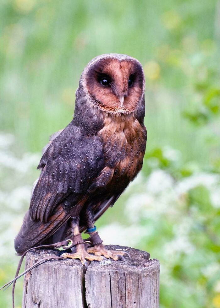 Melanistic Barn Owl