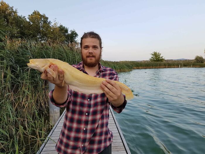 I Caugth An Ablino Catfish Last Summer