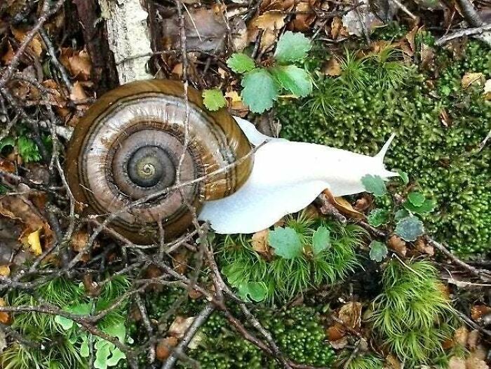 Reddit, Here Is An Albino Snail