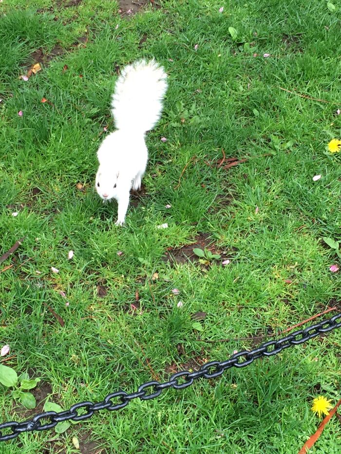 A Shiny Squirrel Appeared!