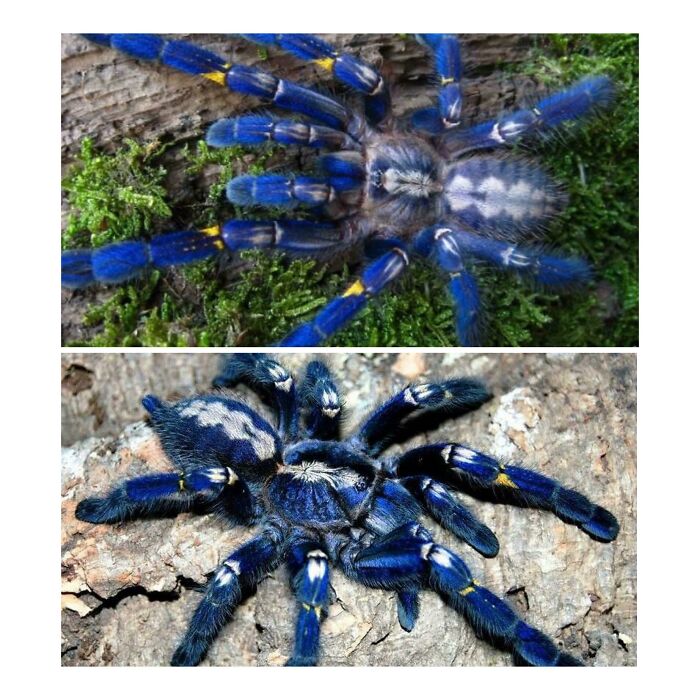 Metallic Tarantula (Poecilotheria Metallica)
