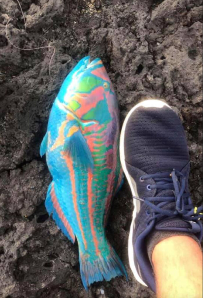 This Fish Caught Off The Coast Of Hawaii