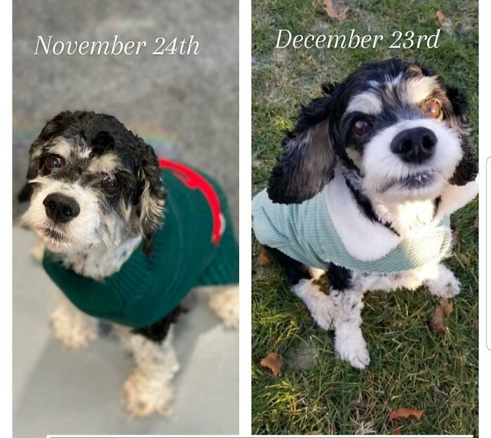 Our Seinor Boy Bugs When He Was Found vs. 4 Weeks In His Forever Home. We Couldn't Love Him More