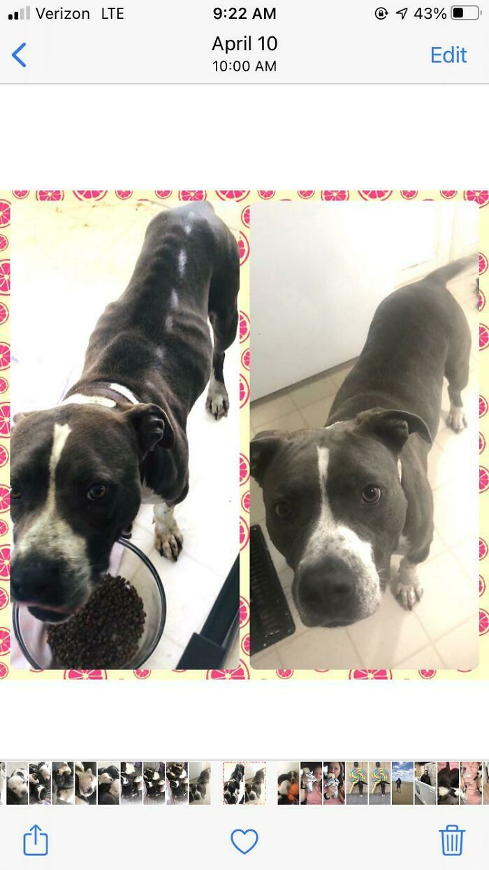 I Got This Beautiful Girl At The Beginning Of Covid When All The Shelters Were Closing. She Was One Of Two On The Pts List Left Over And The Other Got Taken In. We Drove To Another State To Get This Baby And It Was The Best Decision We Ever Made.