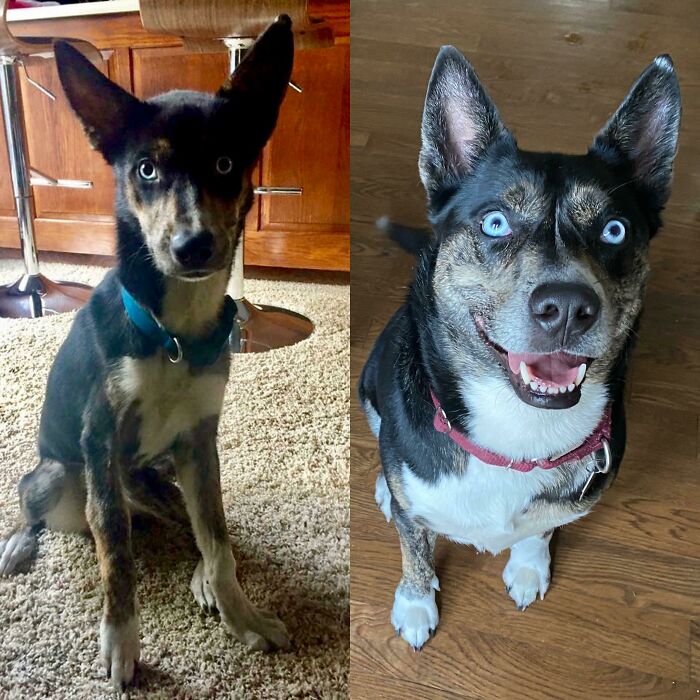 4 Years Ago I Saw A Pair Of Blue Eyes On The Side Of The Highway. She Had A Shattered Leg, Was Infested With Ticks And Fleas And Was Severely Malnourished. She’s The Best Dog I’ll Ever Have