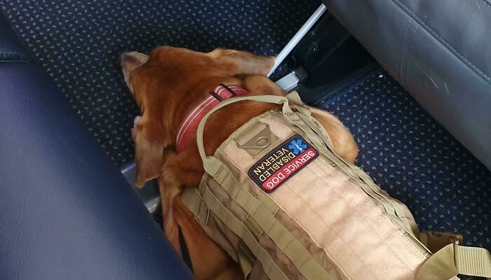 The Best Boy Ever. He Flew 13 Hours On The Plane. No Problem. He Was So Calm That Flight Attendant Was Curious If He Was On Special Medication. We Said No - He Is Working