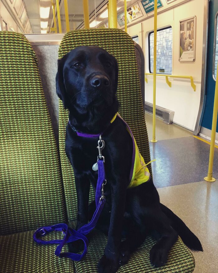 Pup In Training A Transit Pro