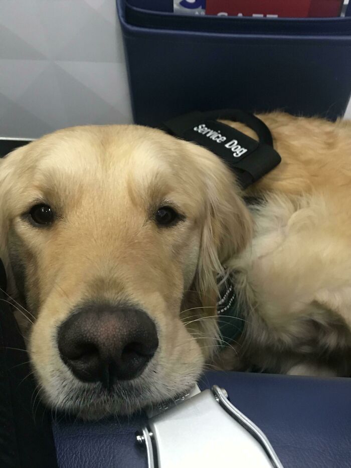 My Service Dog Lincoln And I Took Our First Flight This Week. He Did Great