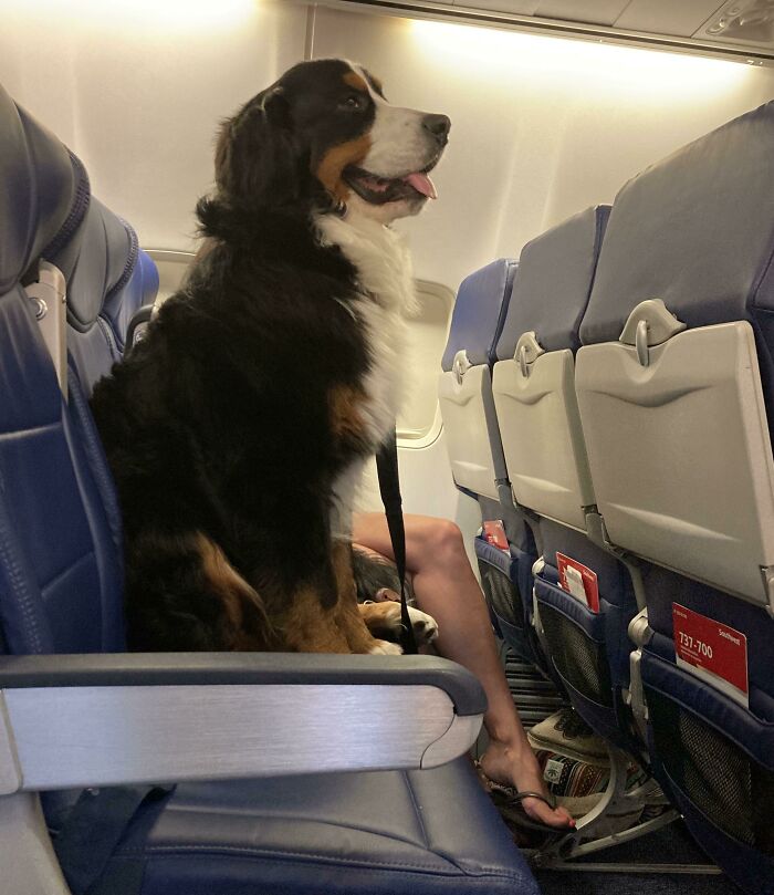 Good Boy Air Doggo. Therapy Dog Seen On Flight, Pictures Verbally Approved By Owner. Was Later Moved To Bulk Head Seating On Floor