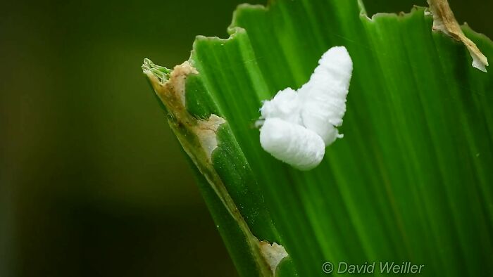 Photographer Happens Across A Bug That Looks Like A Piece Of Popcorn With Tiny Legs