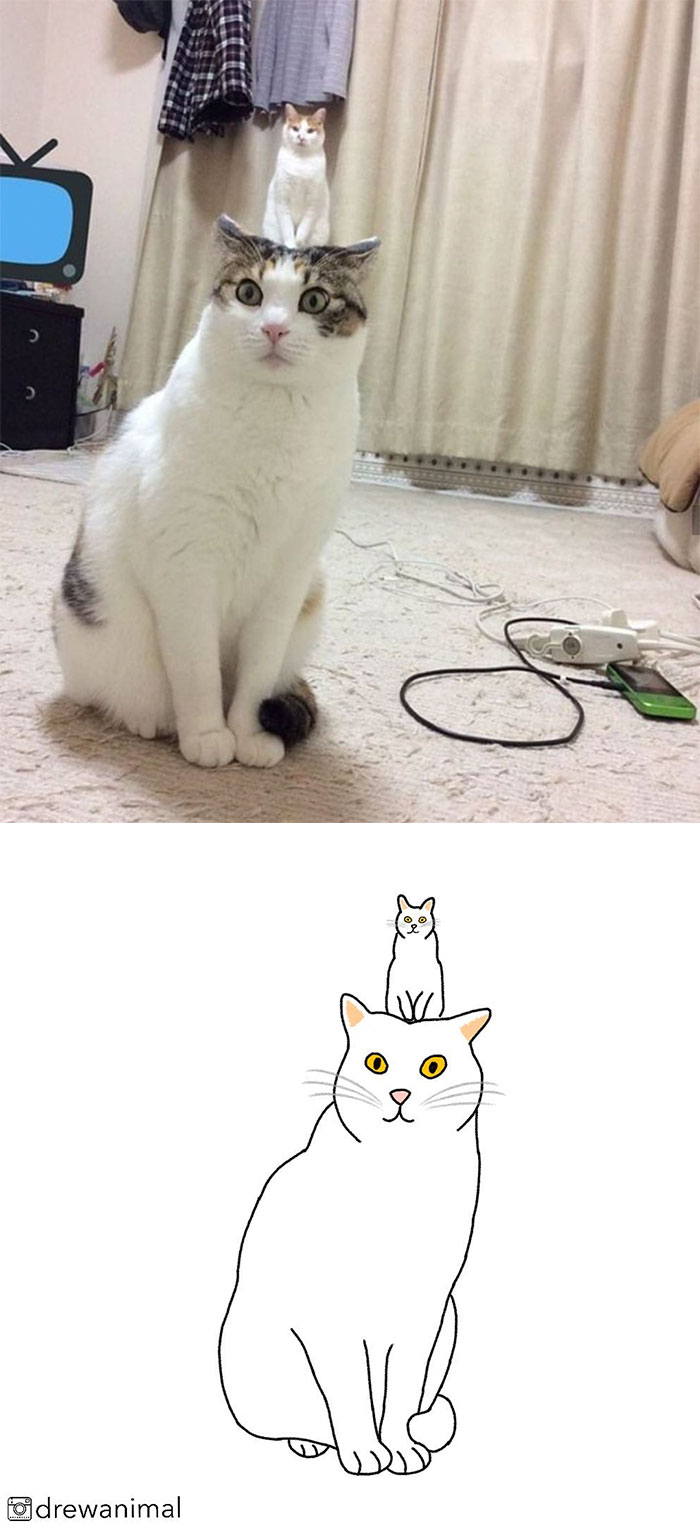 Artist Turns Classic Cat Memes Into Minimalist Illustrations