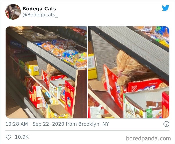 Bodega Cats