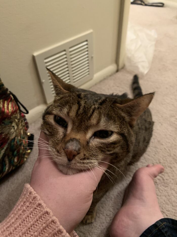 “He’ll Cry And Complain For Hours”: 18-Year-Old Cat Cries If His Sweater Is Taken Off
