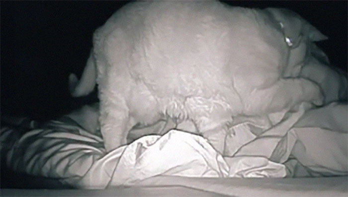 Woman Says She Always Wakes Up Tired, Sets Up A Camera To Witness Her Cat Constantly Tapping Her Body For 4 Hours Straight Woman Says She Always Wakes Up Tired, Sets Up A Camera To Witness Her Cat Constantly Tapping Her Body For 4 Hours Straight