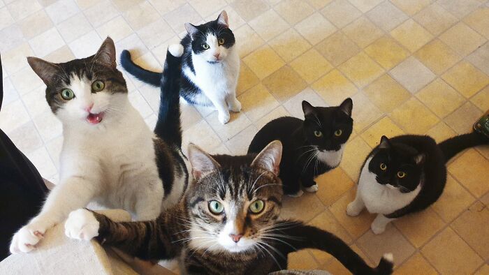 Guy Doesn’t Even Own A Cat, Ends Up Finding 5 In His Room, Posts A 2-Year Update On The Cat Family Guy Doesn’t Even Own A Cat, Ends Up Finding 5 In His Room, Posts A 2-Year Update On The Cat Family