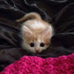 janagjorevski avatar