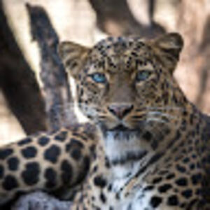 leopardandromeda avatar