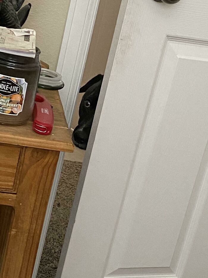 Roommates Dog Spying On Me