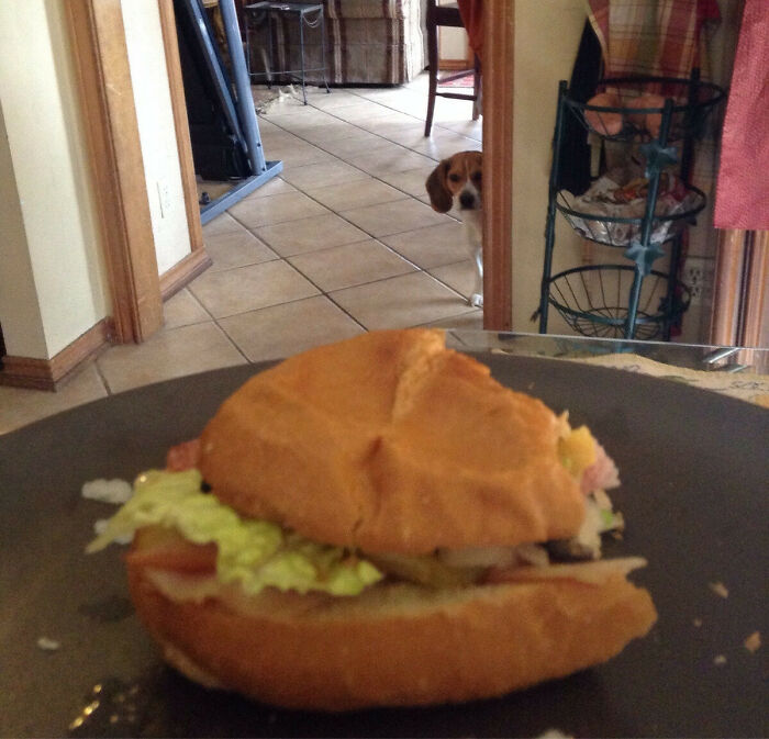 My Dog Isn't Allowed In My Kitchen While I'm Eating. I Caught Him Spying On Me During My Meal