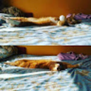 ingapaskeviciute avatar