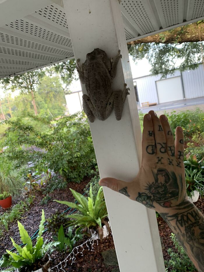 Look How Large This Tree Frog I Found Is. Hand For Comparison