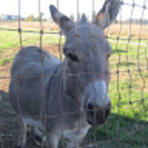 lovemysuffolk avatar