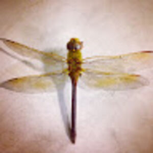 jonathanklaus avatar