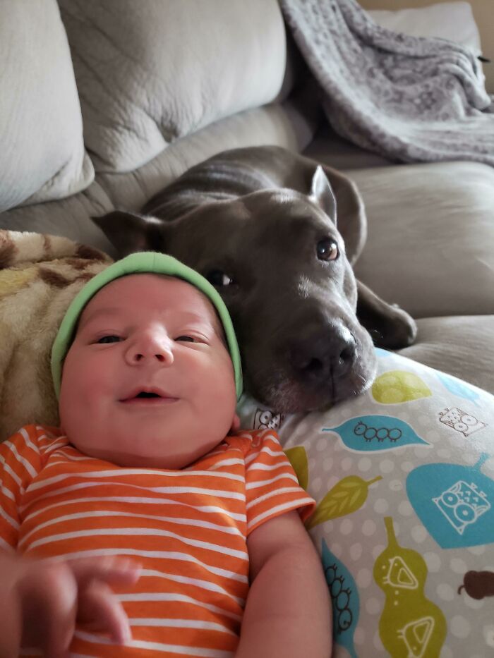 My Pitbull Won't Let My Newborn Out Of Her Sight. She Is A Good Girl