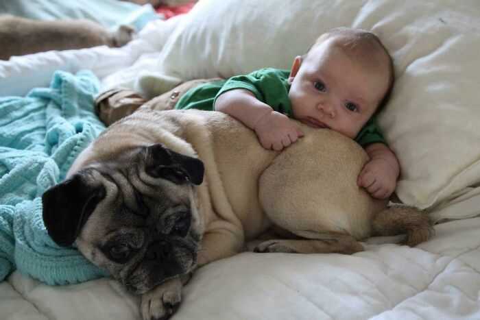 My Newborn Son Lying On Top On My Grumpy Pug, Piglet