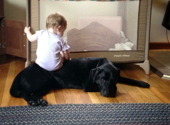 My Daughter Utilizes Our Lab As A Chair. He Doesn't Mind