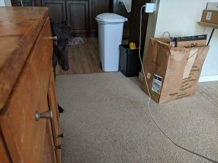 The Greyhound Subreddit Suggested Y'all Might Appreciate My Buddy Giving Me A Dirty Look For "Blocking" Her Way With My Laptop Cord. So Here She Is