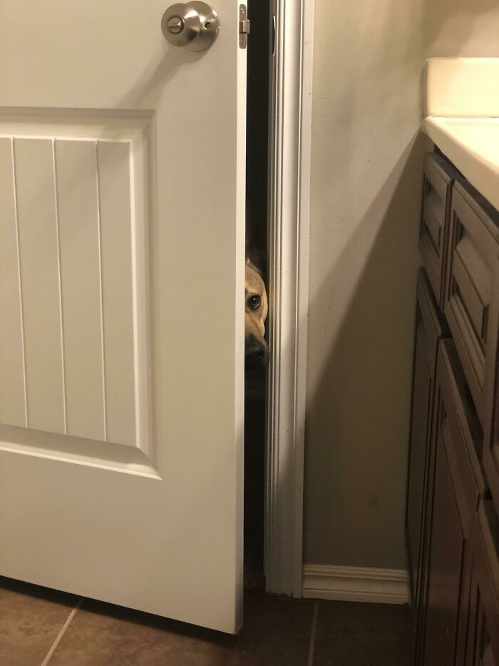 I Think My Dog Might Belong Here