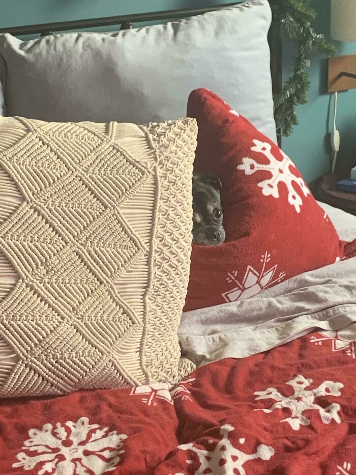 No One Here But Us Pillows