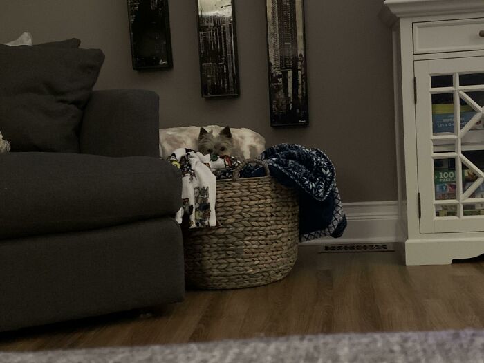 Peeping Out Of Her Blanket Fort